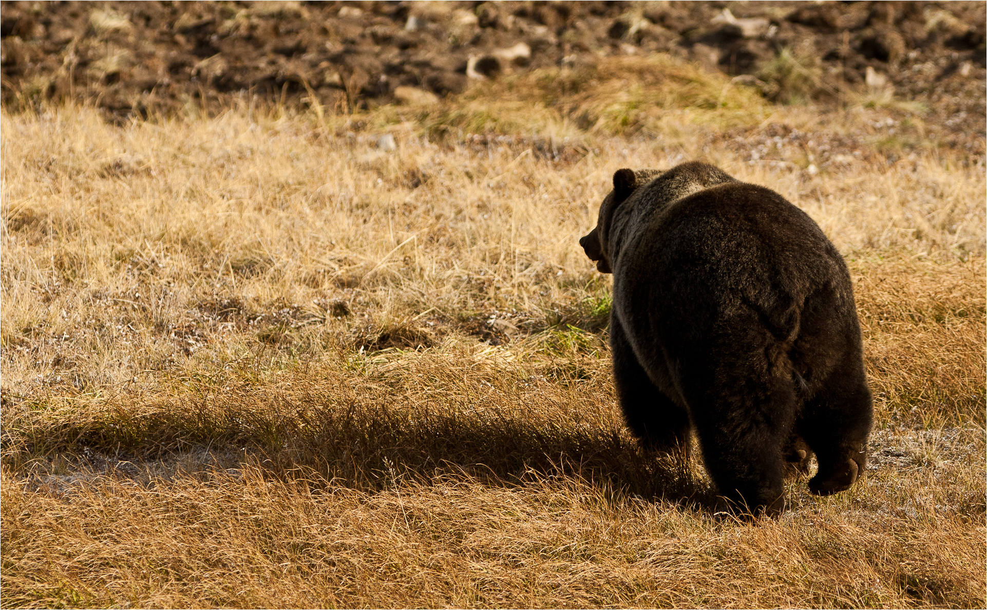 Is The US Stock Market’s Bear-Market Bias Easing? – AdvisorAnalyst.com