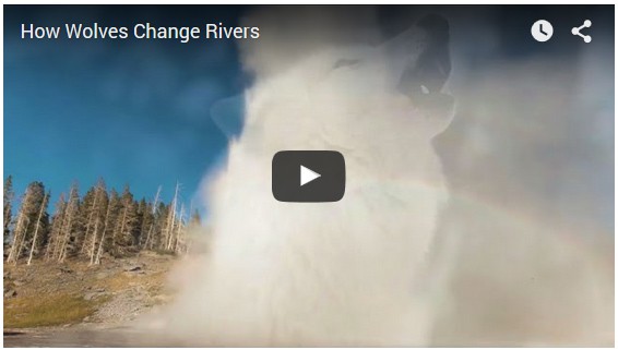  VIDEO: How Wolves Change Rivers