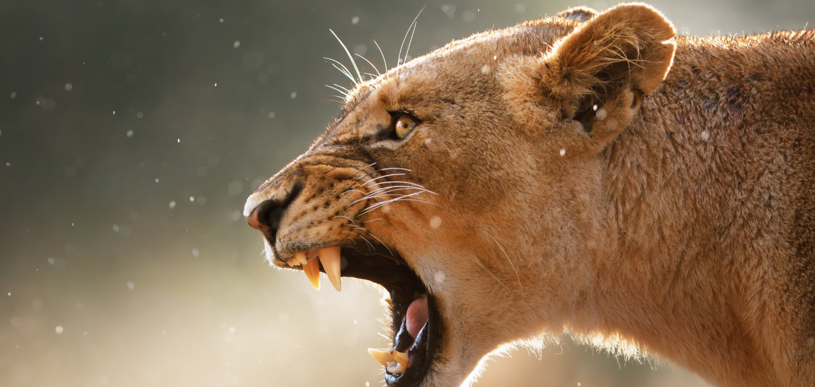 Outlook 2024 Bonds Roar Back