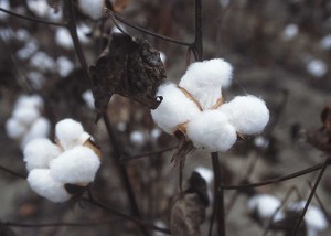 CottonPlant-300x214