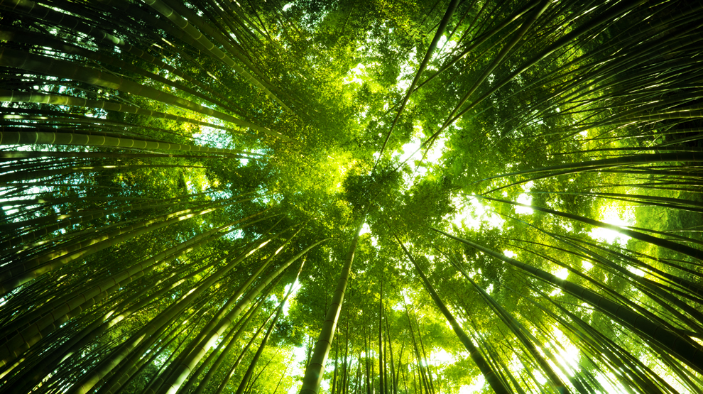 The Flexible Municipal Mandate: Be Like Bamboo